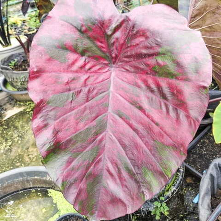 Колоказия SCARLET FAIRY