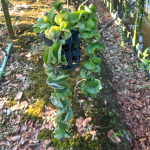 Хойя COMPACTA GREEN