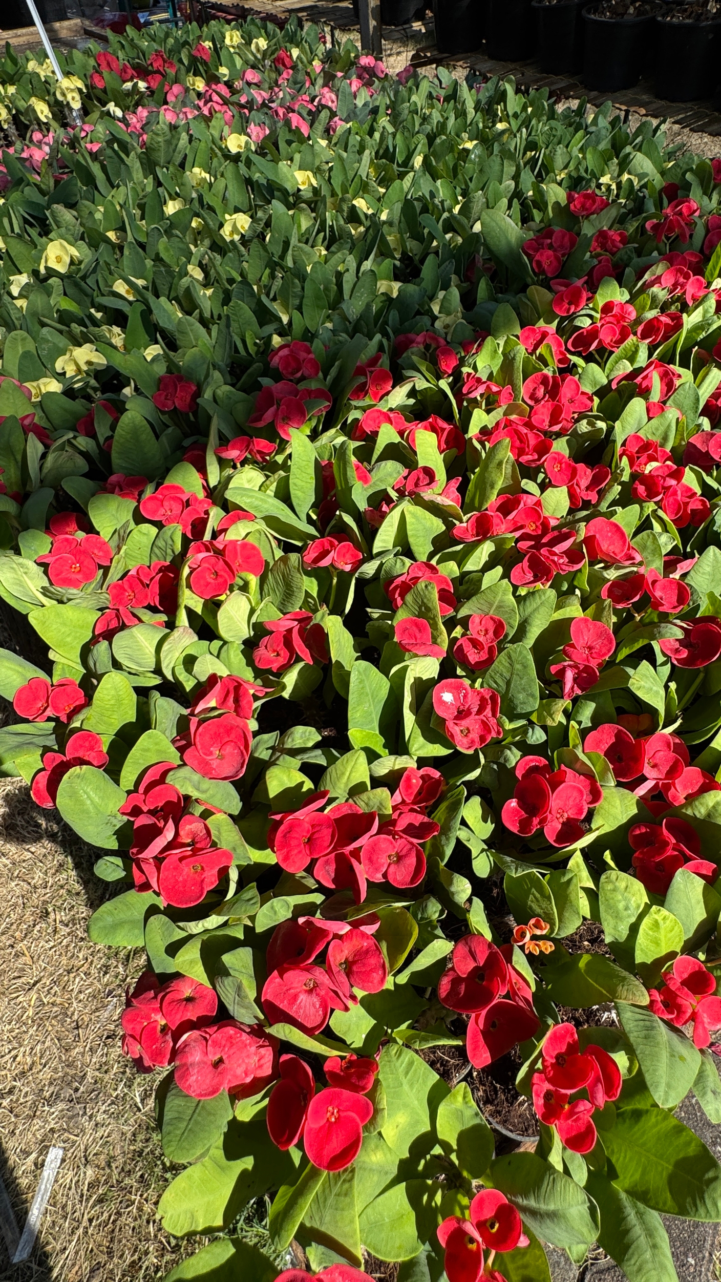 Немного про эуфорбии