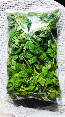 Сныть молодая