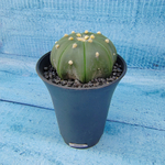 Astrophytum Asterias (Астрофитум)