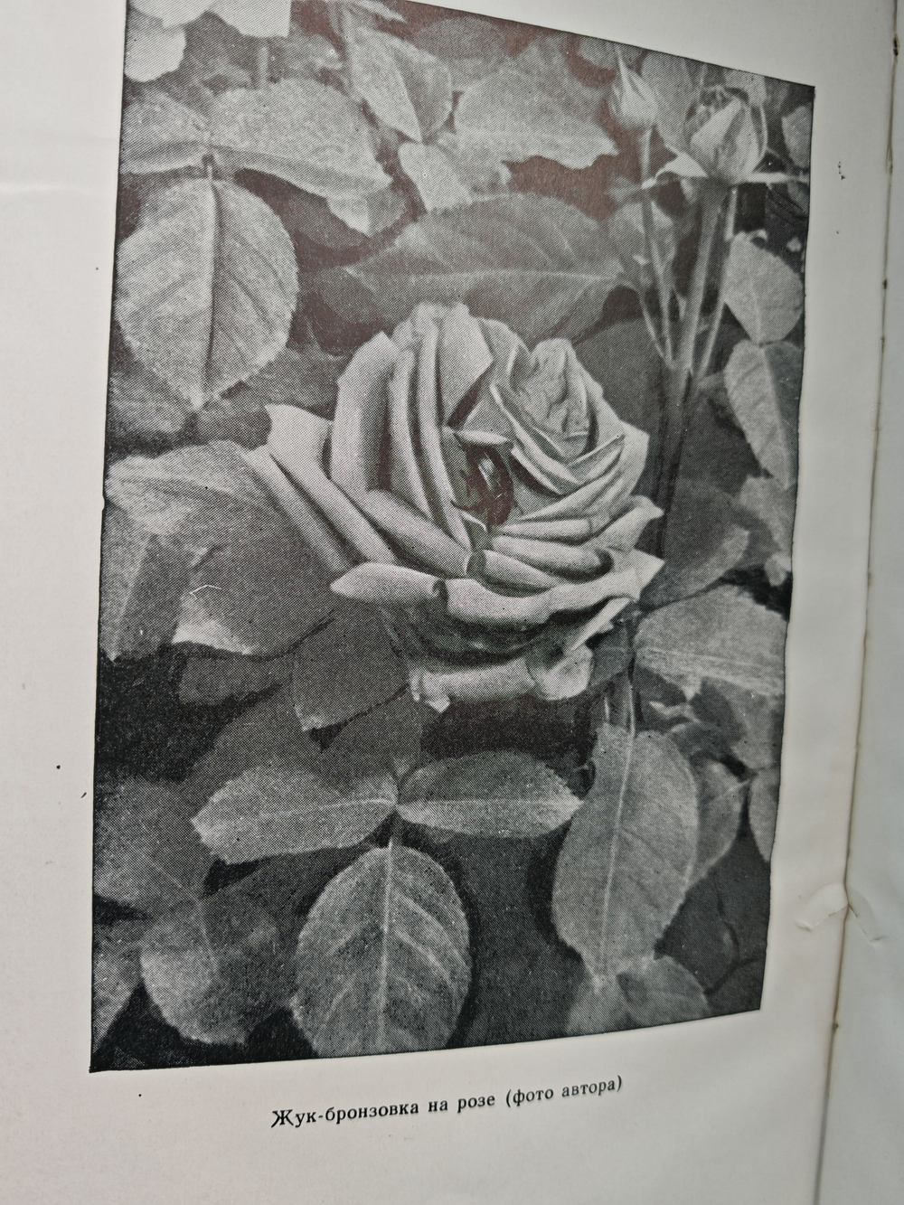 Натуралист-фотограф