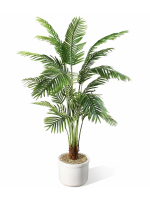Пальма Арека 1,8м