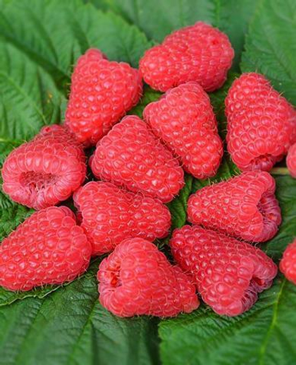 Малина ремонтантная сорт Атлант