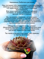 Молодило Большой Сэм каменная роза многолетнее