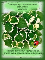 Плектрантус Крупнолистный ароматный