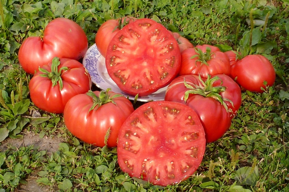 Легендарная Сызранская Розовая Ранняя Помидора