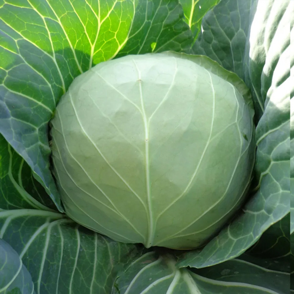 Магнус F1 семена капусты белокочанной (Hazera / Хазера)