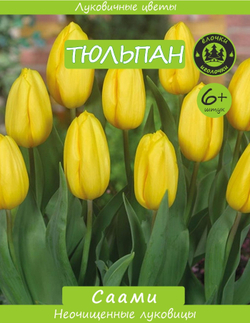 Тюльпан Луковица, Саами, 6+ шт