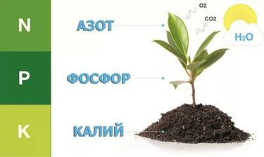 Подкормка ягодных кустарников после цветения: делаем ягоду сладкой
