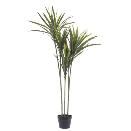 GAEM Цветочная композиция "Драцена", L75 W60 H133 см