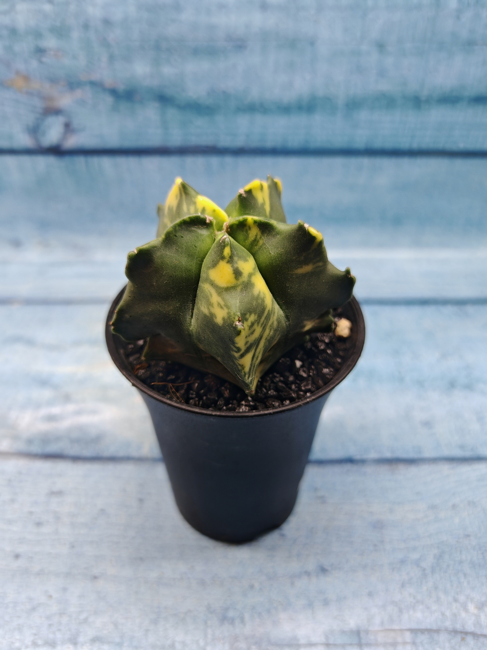 Astrophytum Myriostigma variagate (Астрофитум вариегатный)