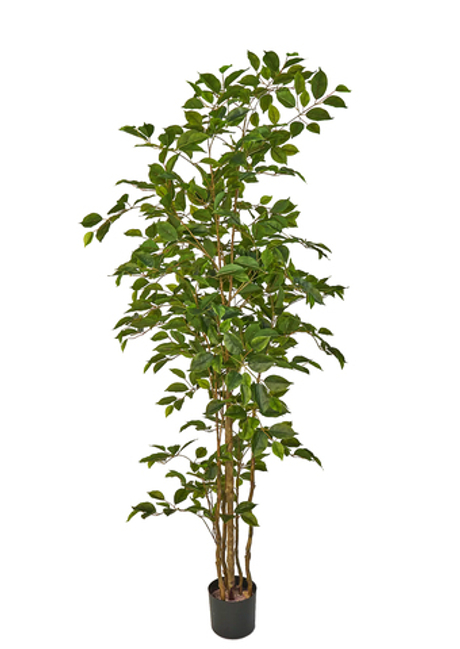 Фикус Бенджамина Наоми - Зеленый