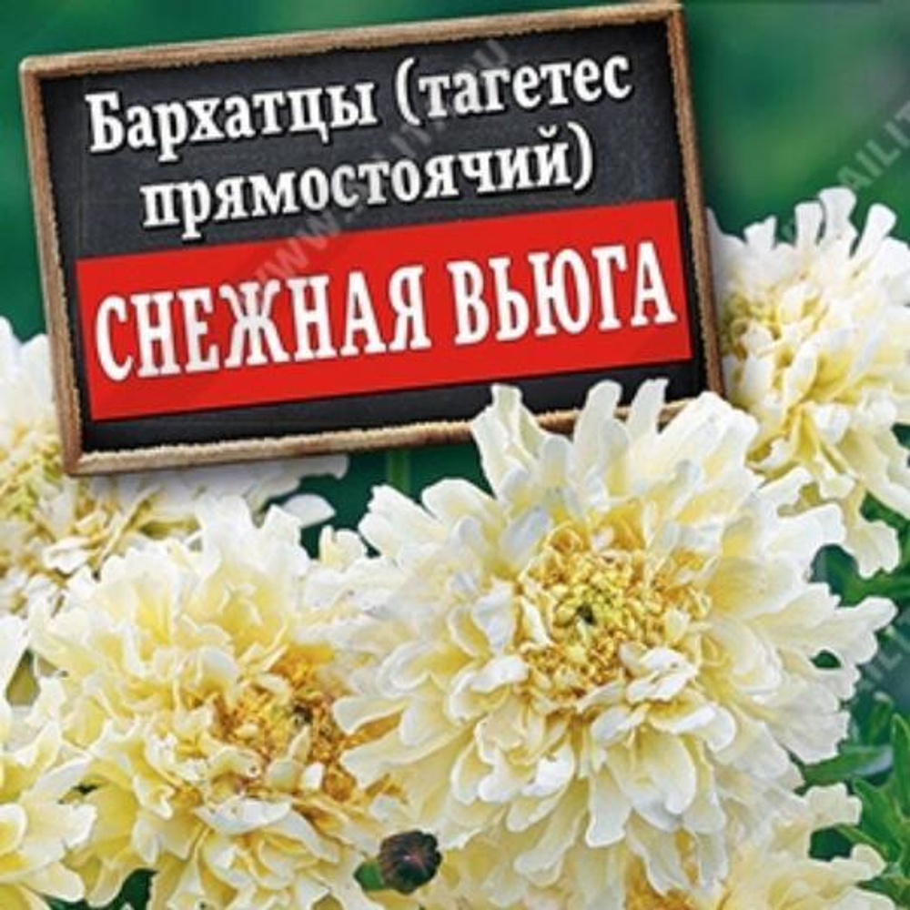 Бархатцы Снежная вьюга 7шт Ц Аэлита