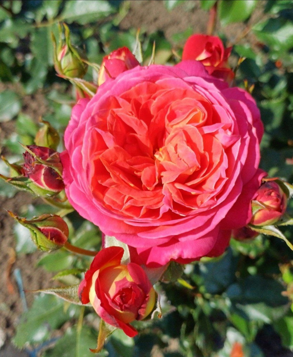 Роза Мтдсаммер (Midsummer)