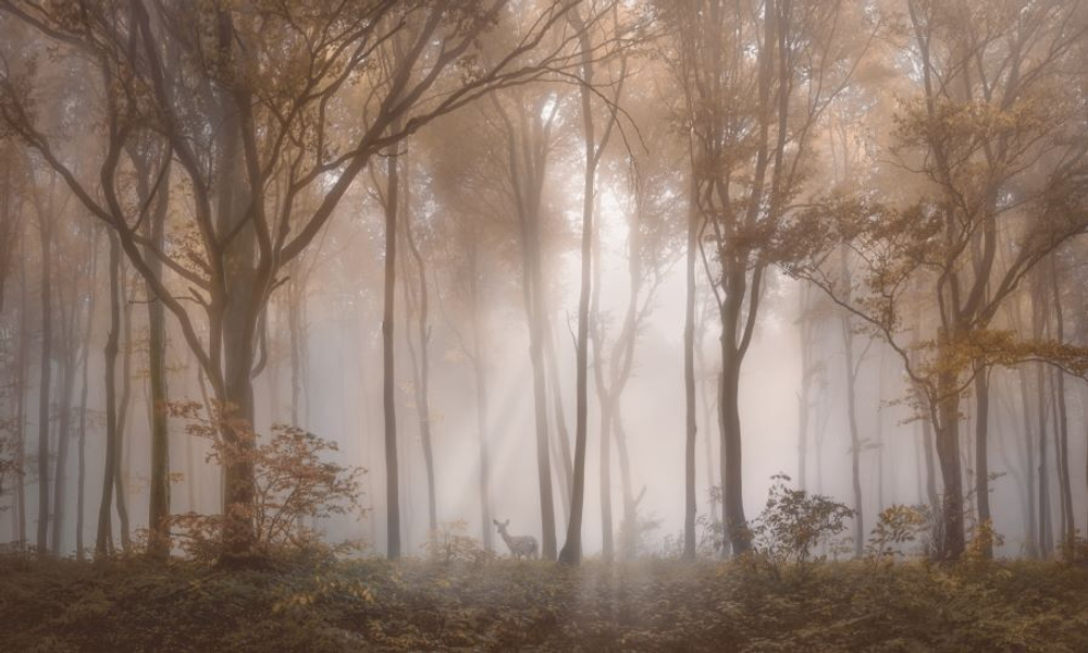 Фреска Applico, коллекция Natura