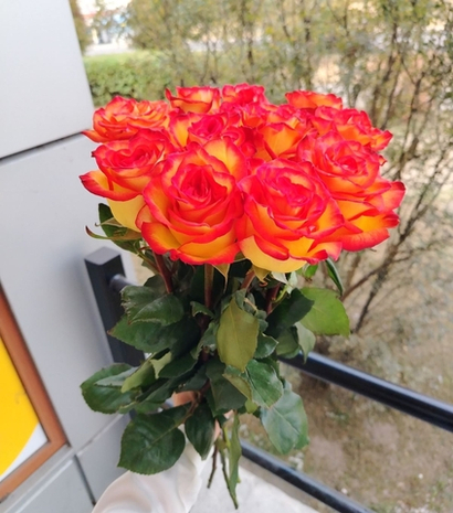 11 роз Хай Мэджик