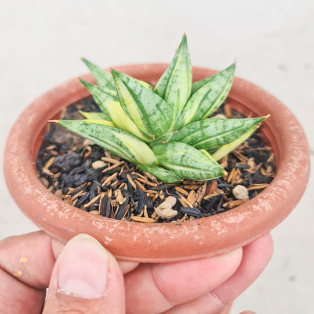 Сансевиерия MING MANEE VAR