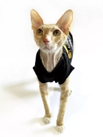 Одежда для кошек сфинкс