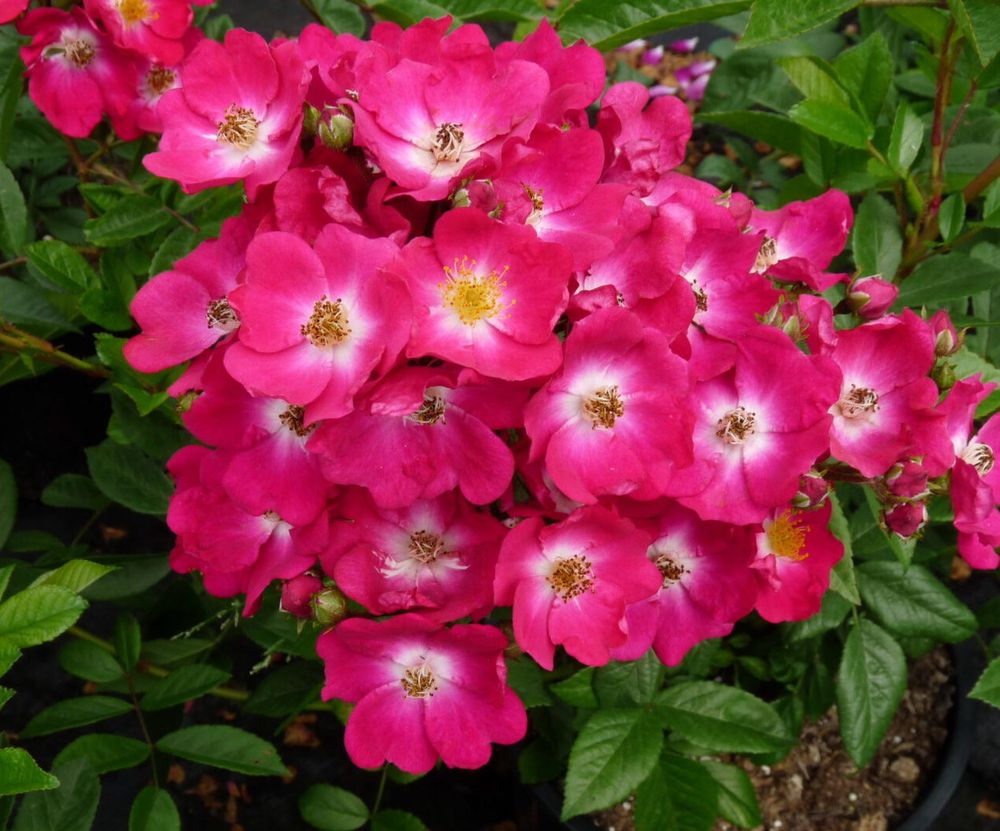 Ред Балерина (Red Ballerina)