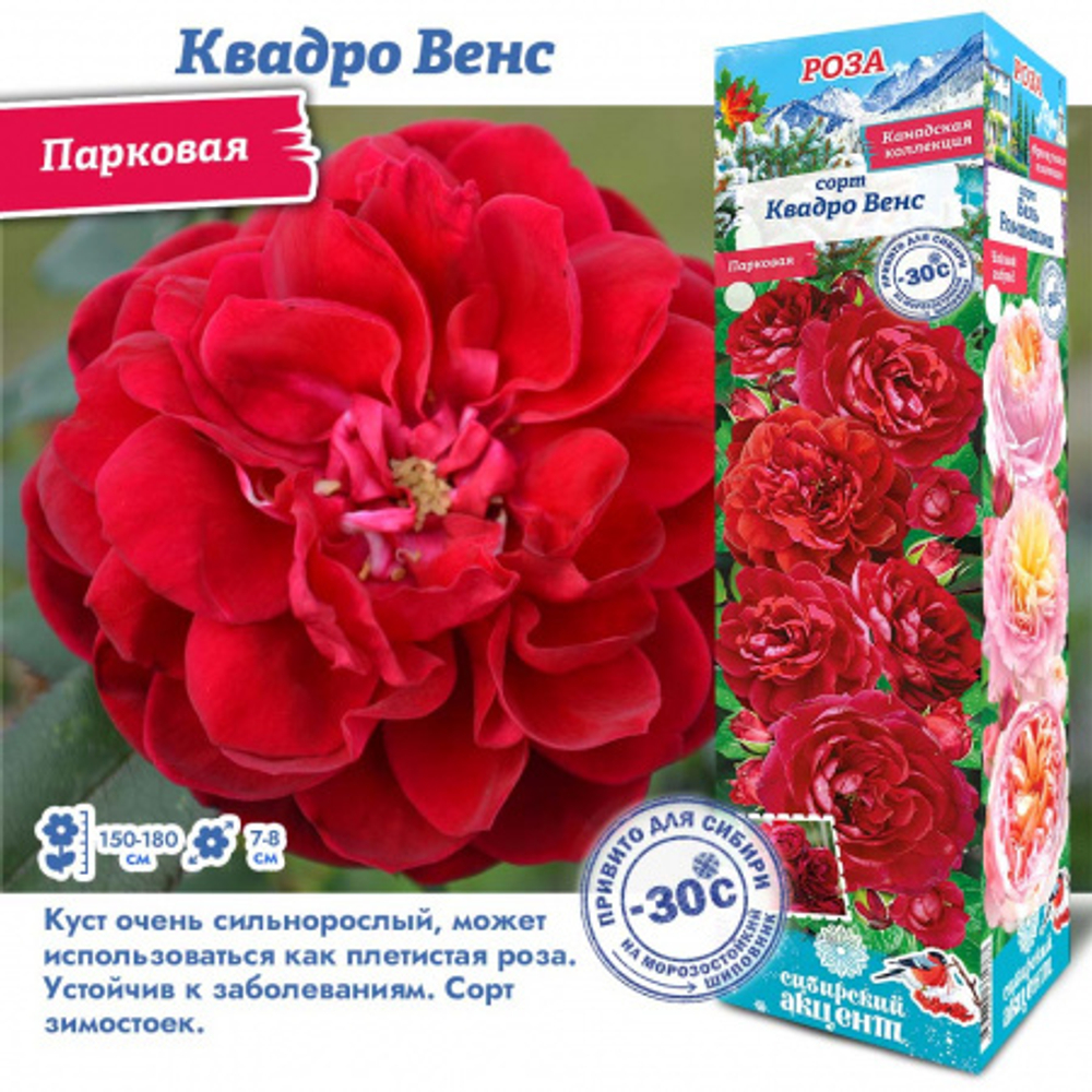 Роза Квадро Венс (Канадская) 2 разбор