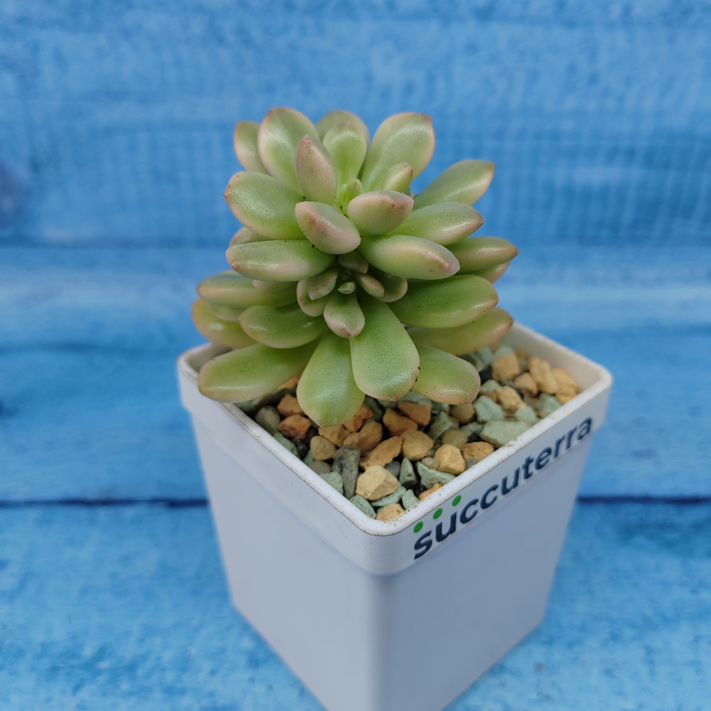 Echeveria Mini Belle variegata (Эхеверия)