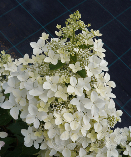 Гортензия метельчатая Confetti