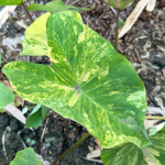 Колоказия SIAM WONDERFUL