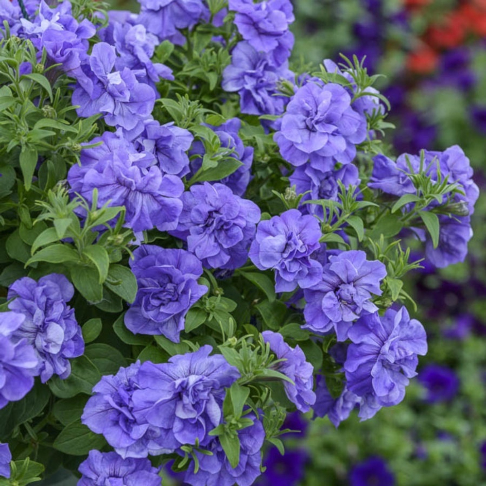 ЕВРО Петуния Tumbelina Compact Sophia укорененный черенок ОКС март Koh