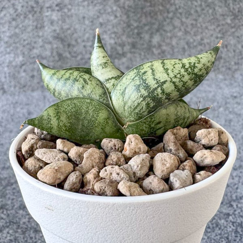 Сансевиерия PUMPUI