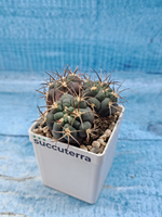 Gymnocalycium Pflanzii 3 head (Гимнокалициум)