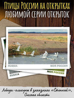 Моя Россия. Птицы