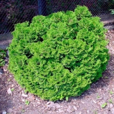 Туя складчатая Grune Kugel (Грюн Кугель) 25 см