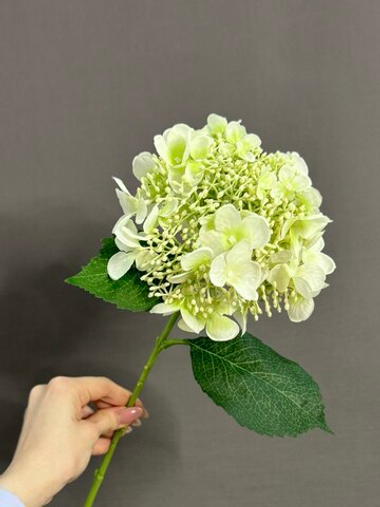Гортензия белая (h48 см)