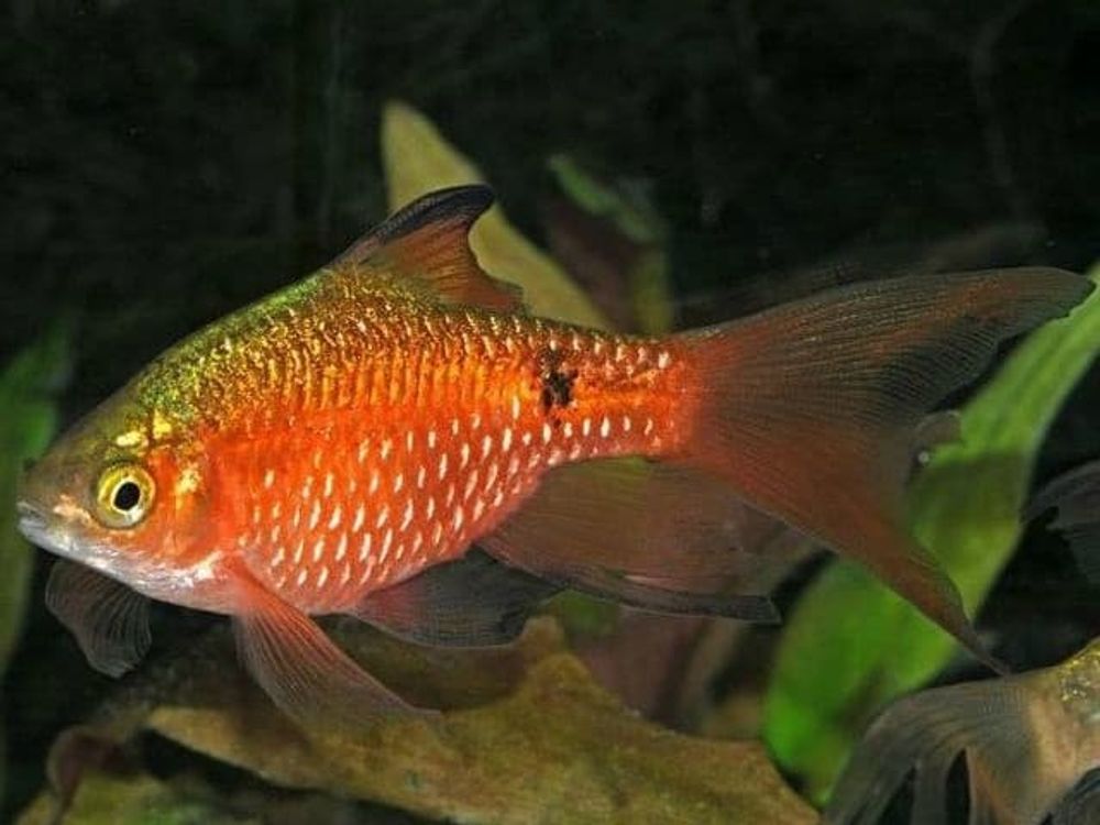 Барбус огненный (080) (Puntius conchonius) Барбус огненный (080) (Puntius conchonius)