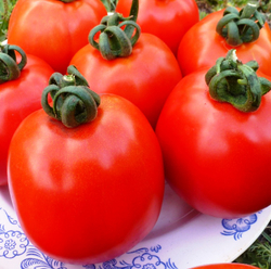 Помидоры Эталон