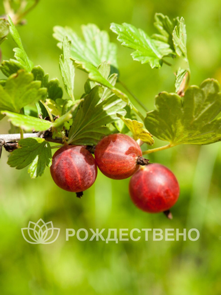 Крыжовник Краснославянский