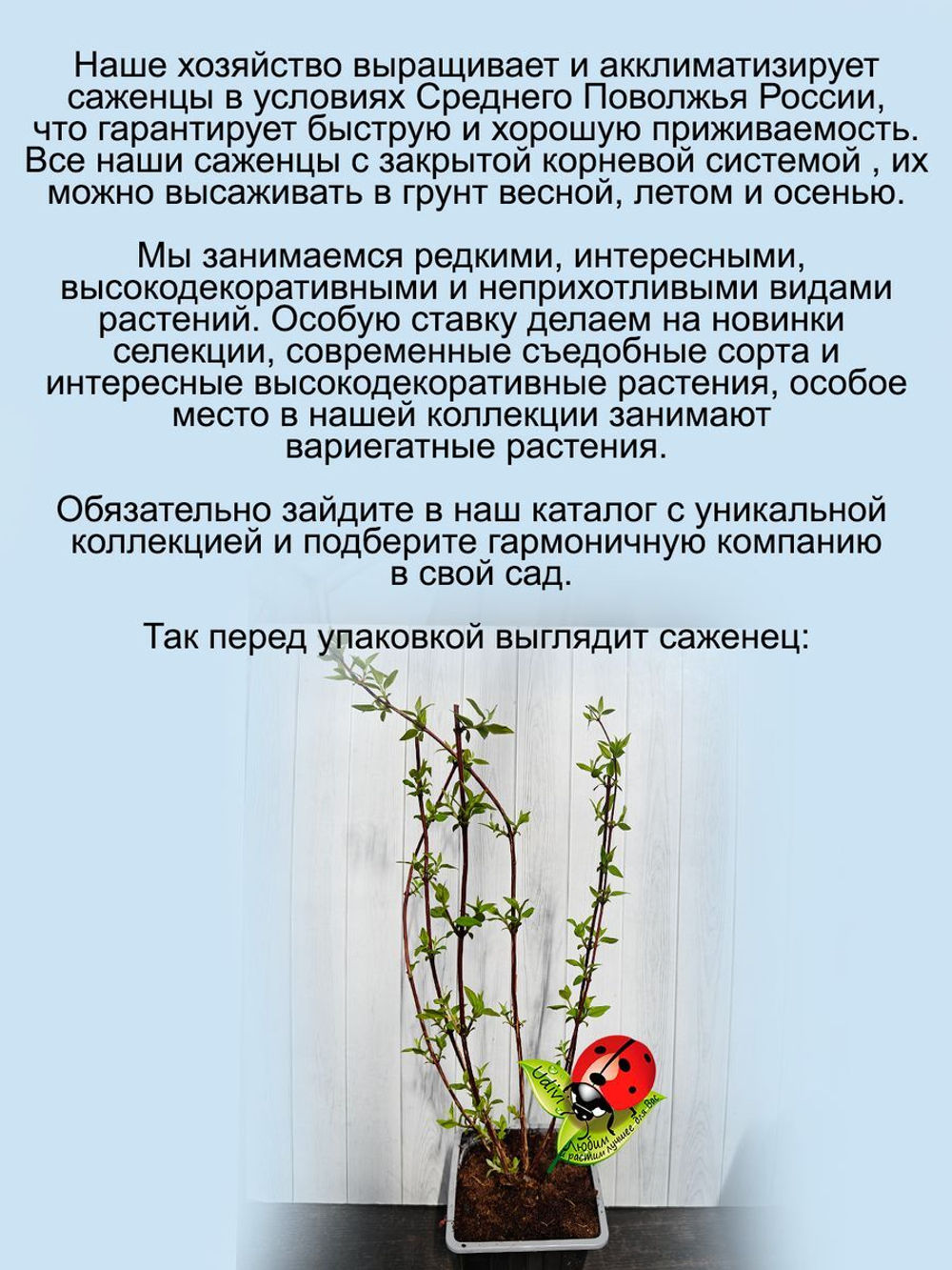 Жасмин Земляничный садовый чубушник ароматный