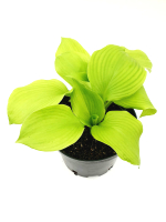 Хоста микс СП