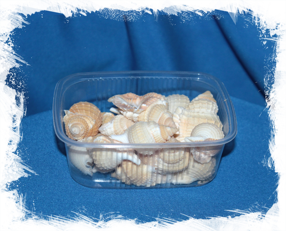 Дисторсио Ретикулата, 5-7см, 100гр, 10шт