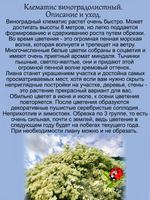 Клематис виноградолистный Ломонос