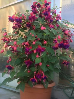 Фуксия Dollar Princess