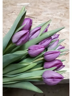 Тюльпаны,луковицы 12+ сорт Purple Lady (3 штуки)