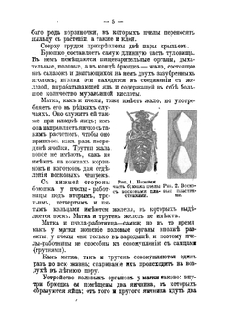 Про пчел, их жилища и уход за ними по правилам пчеловодной науки | Красноперов Степан Константинович