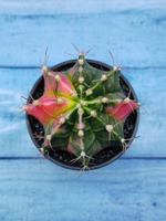 Gymnocalycium Variegata (Гимнокалициум Вариегатный)