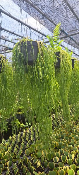 Кактусовые