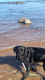 Перестёжка для собак средних и крупных пород с ручкой перехват биотан 3 м , 20 мм. Серо-зеленый с фиолетовым