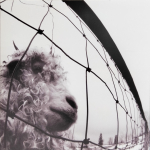 Pearl Jam / Vs. (LP)