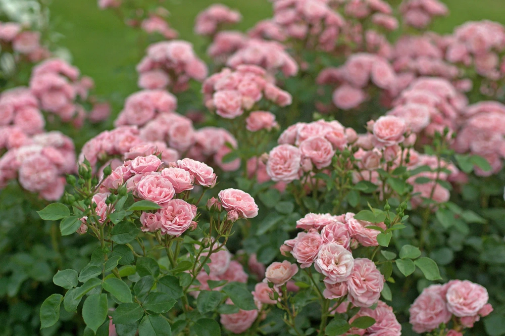 Роза Байландо С7 Закупка М57 июнь 2026