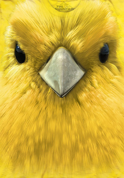 Yellow Warbler Face